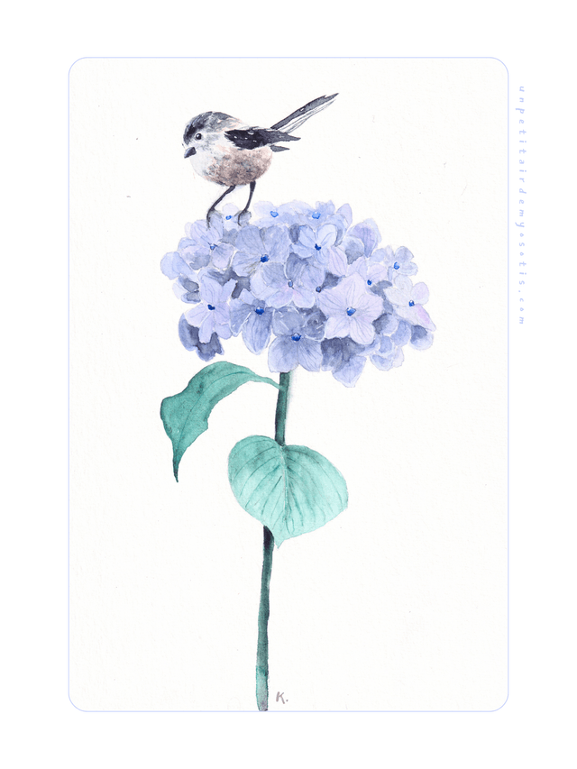 Cadre - Hortensia et orite à longue queue
