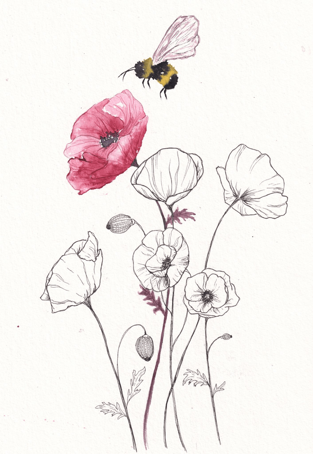 Coquelicots