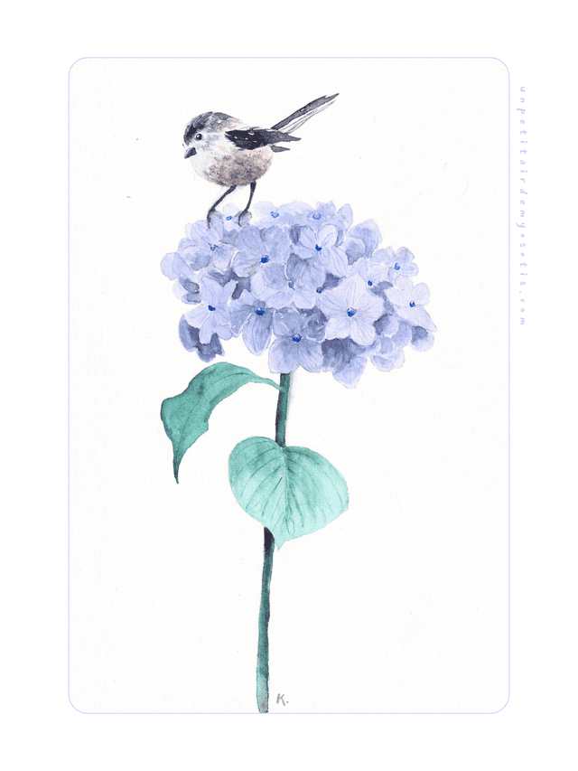 Cadre - Hortensia et orite à longue queue