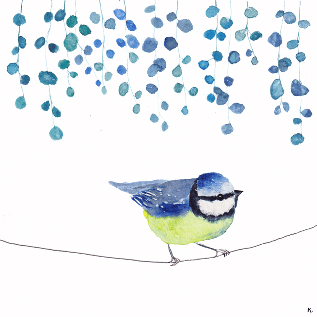 mésange bleue