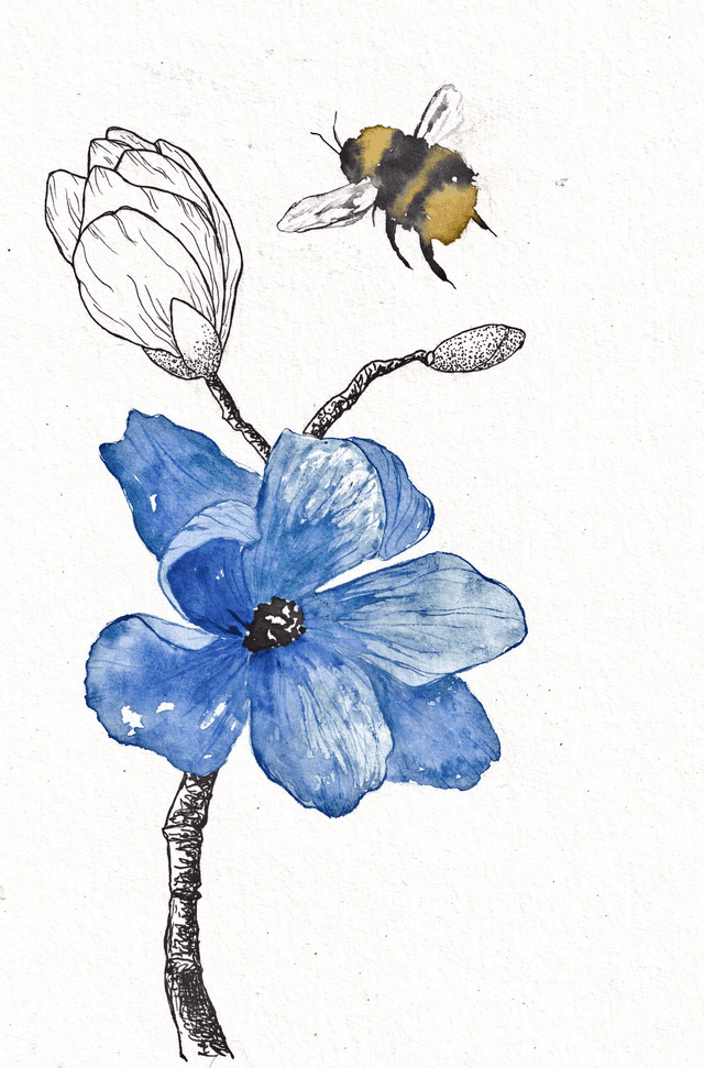 Anémone bleue