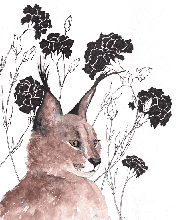 Cadre - Caracal