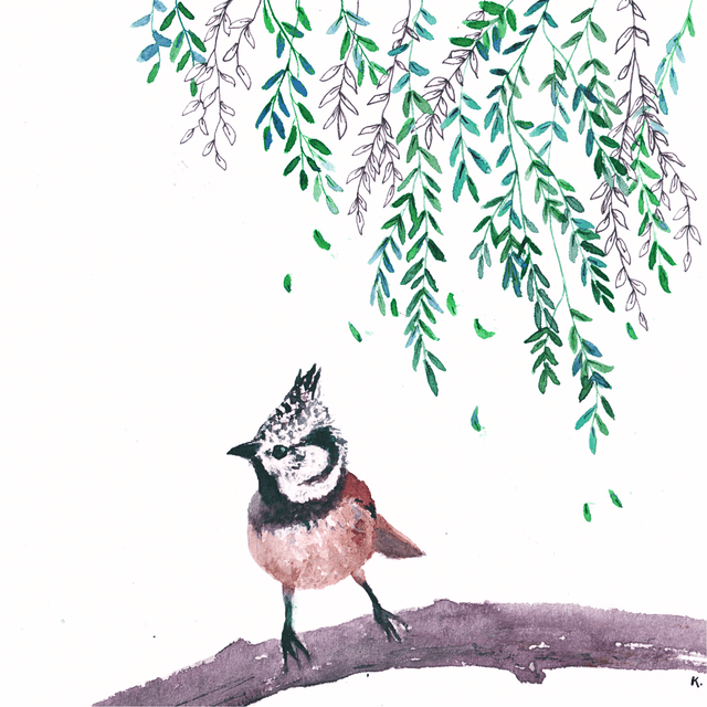 Mésange huppée