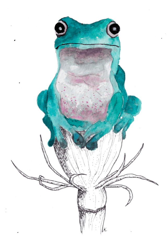 Cadre - Grenouille
