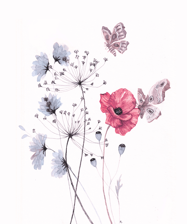 Cadre - Coquelicot et papillons de nuit