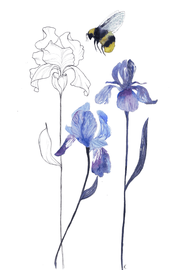 Cadre - Iris