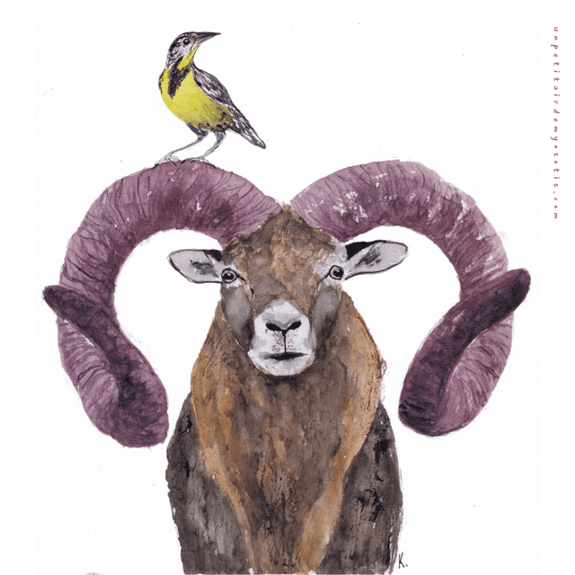 Cadre - Mouflon