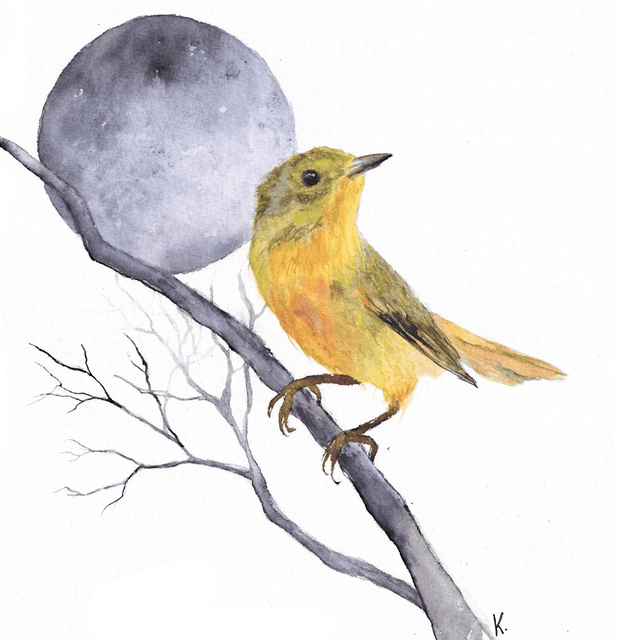 Cadre - Paruline jaune