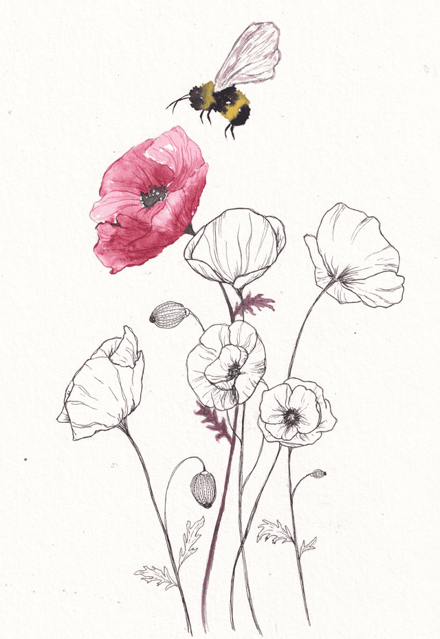 Coquelicots